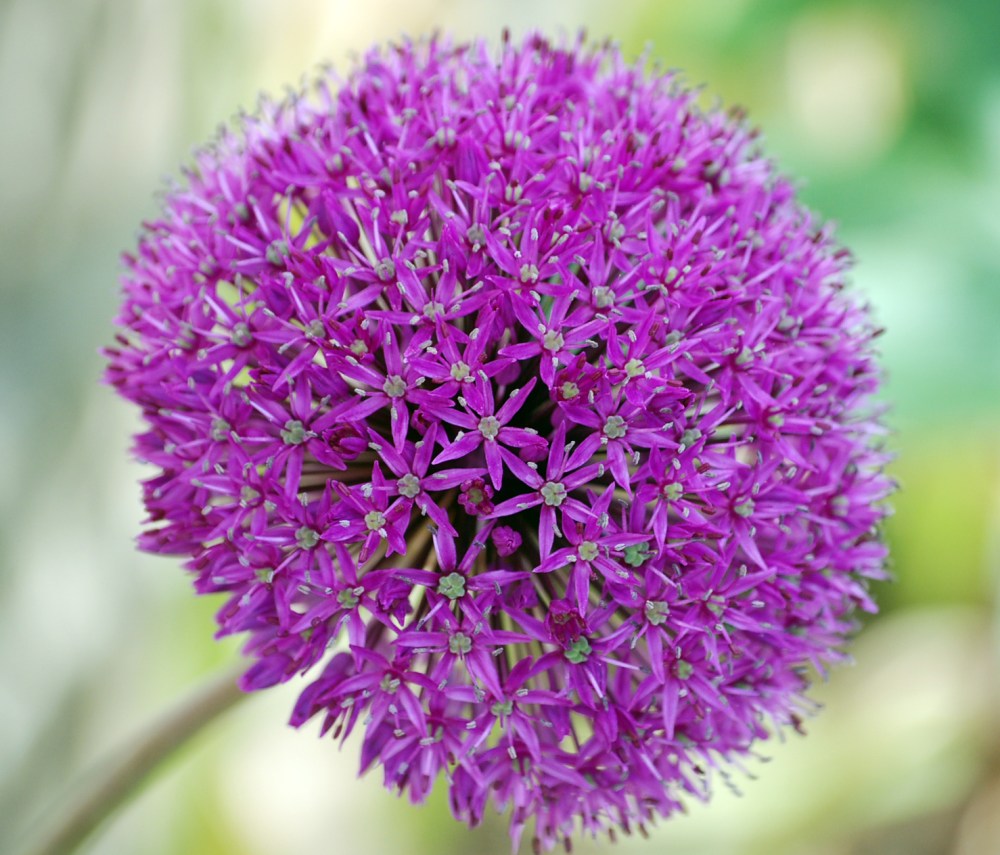 allium1