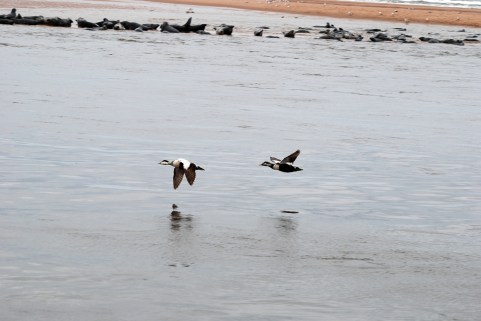 eiders