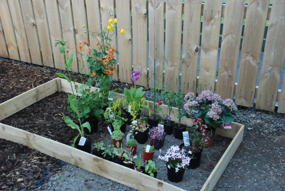 plants