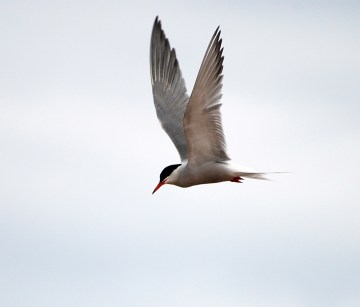 tern